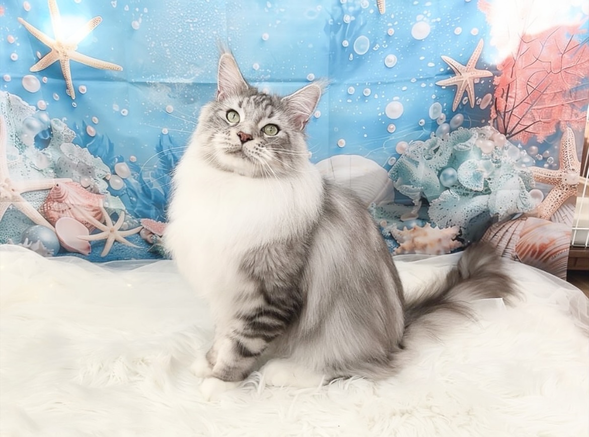 大阪府松原市のトリミングサロン fluffycotの3枚目