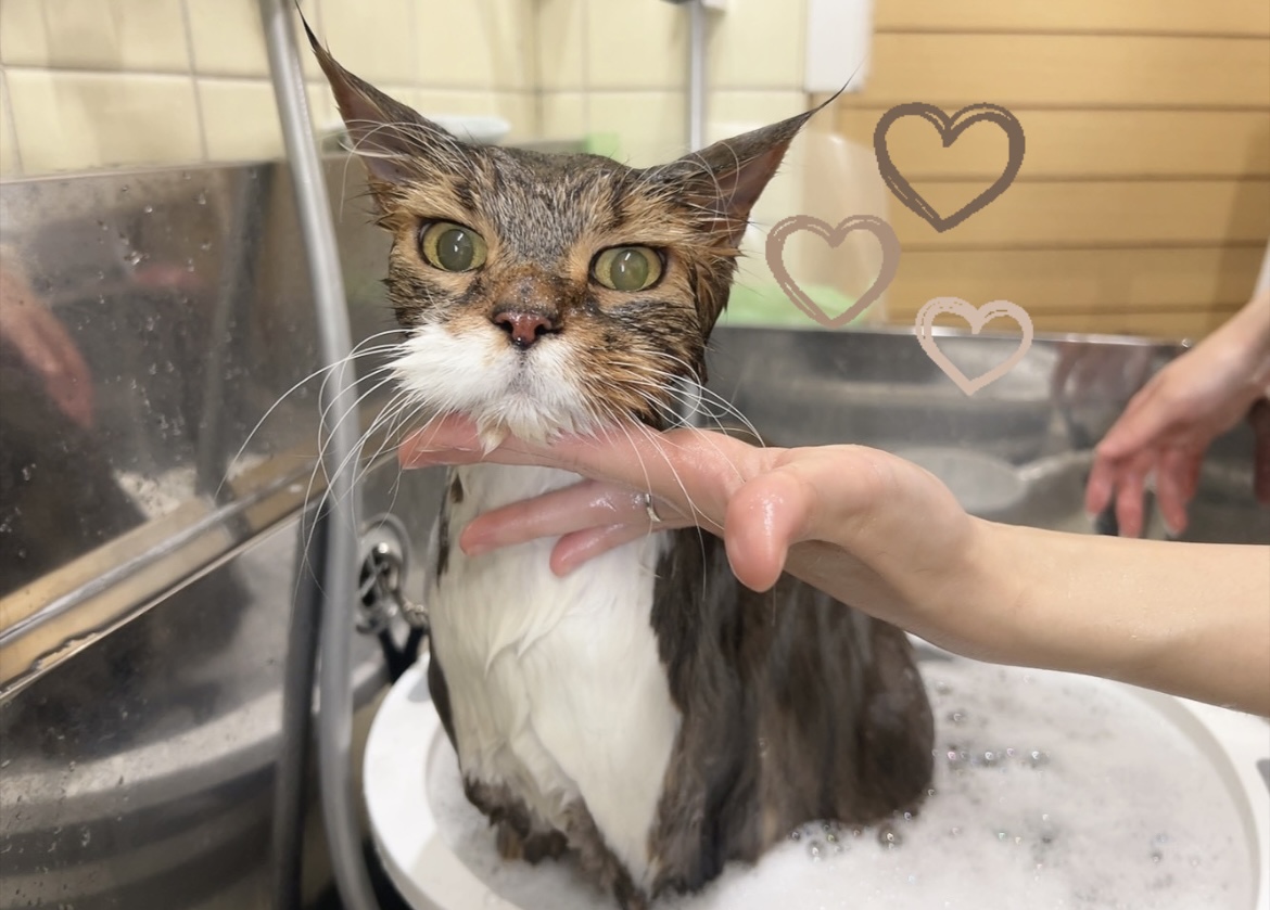 大阪府松原市のトリミングサロン fluffycotの4枚目