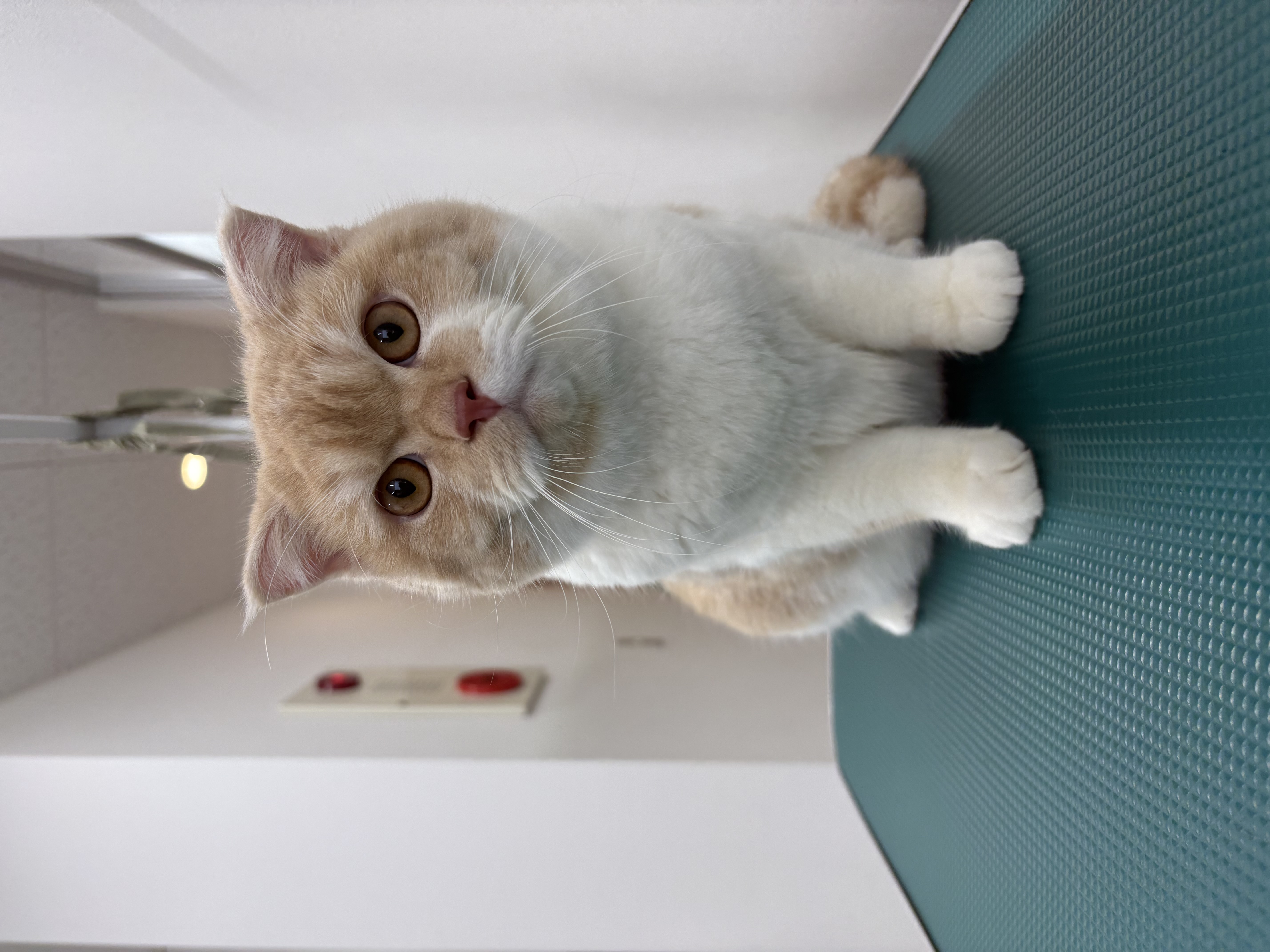 愛知県名古屋市中区のトリミングサロン 丸の内どうぶつ病院トリミングのサムネイル2枚目