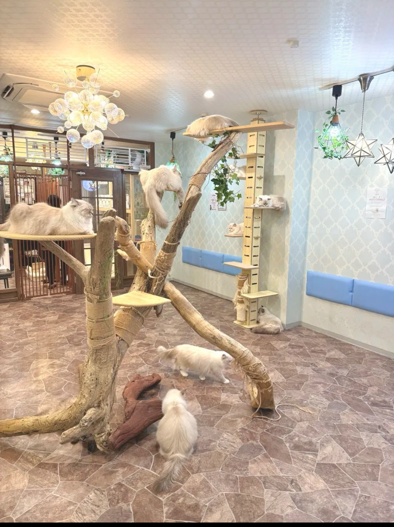 サイベリアン専門ペットショップ&猫カフェ&猫の美容室ロイヤルキャッツ のサムネイル