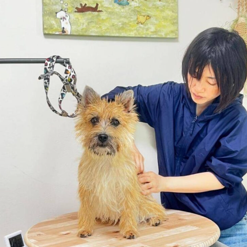 東京都町田市のトリミングサロン 皮膚専門トリミングサロンＮamiの2枚目