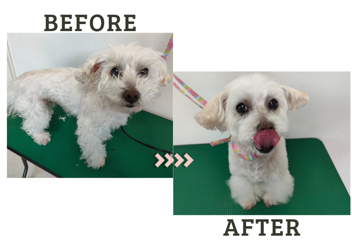 Pet Care House HUG 7