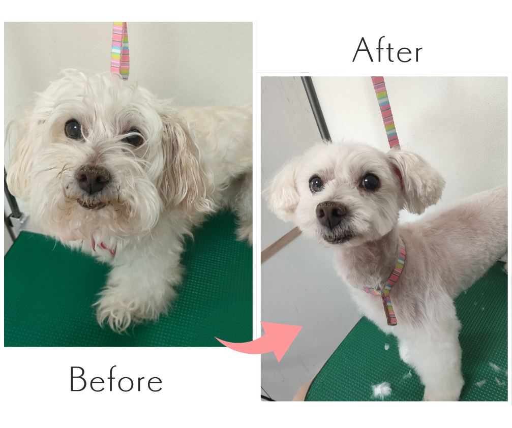 Pet Care House HUG 5