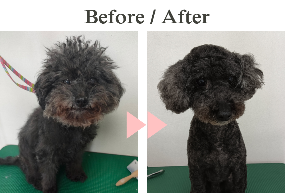 Pet Care House HUG 6