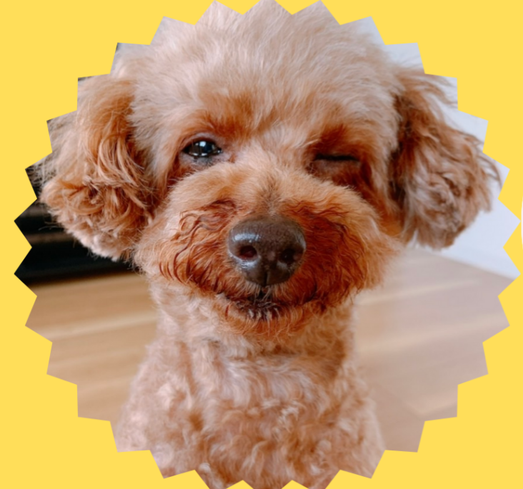 岡山県倉敷市のトリミングサロン ペットショップcoco 中島店の2枚目