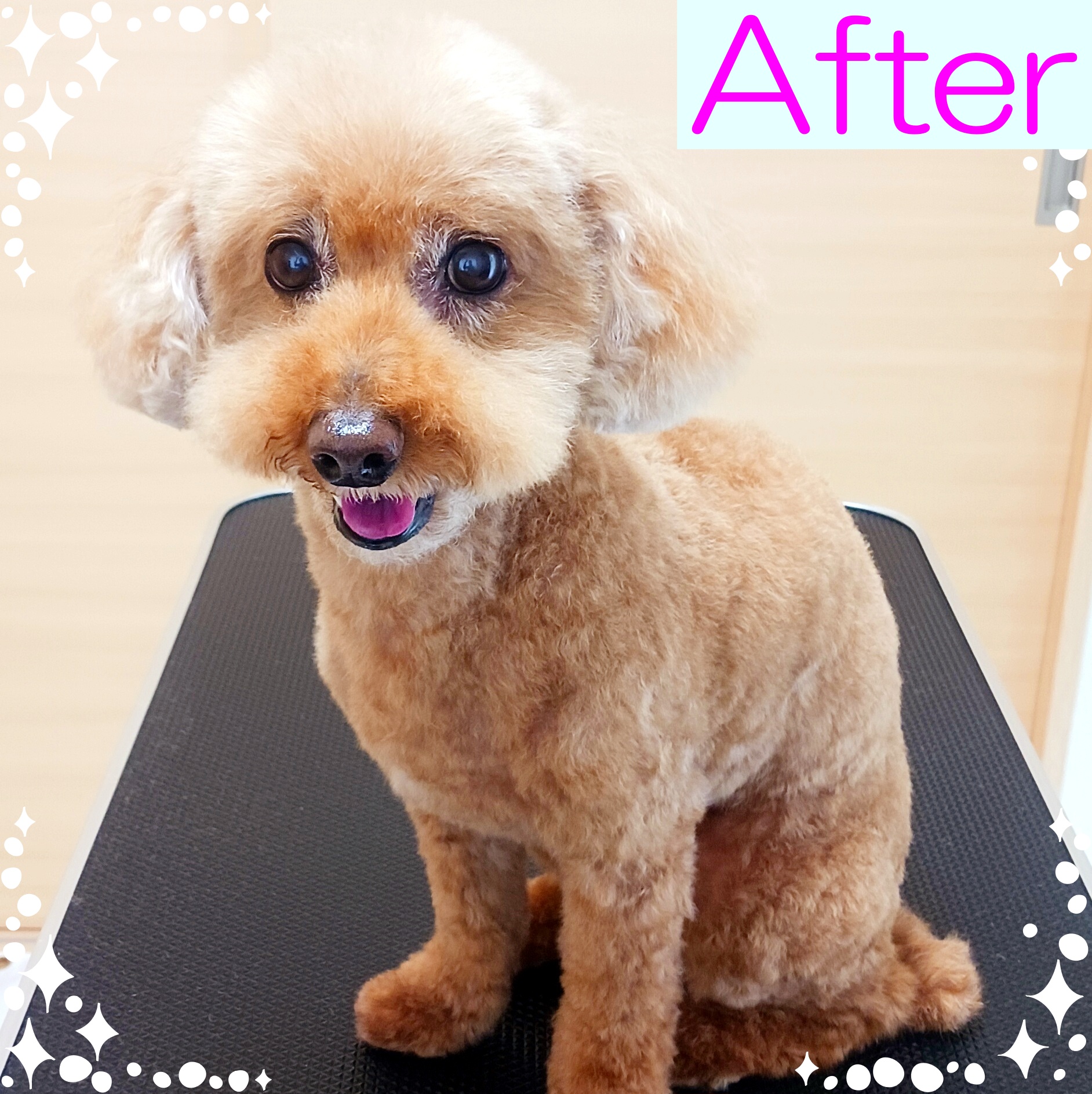 トイプードルのトリミングカット 出張トリミングAlain at homeの1枚目