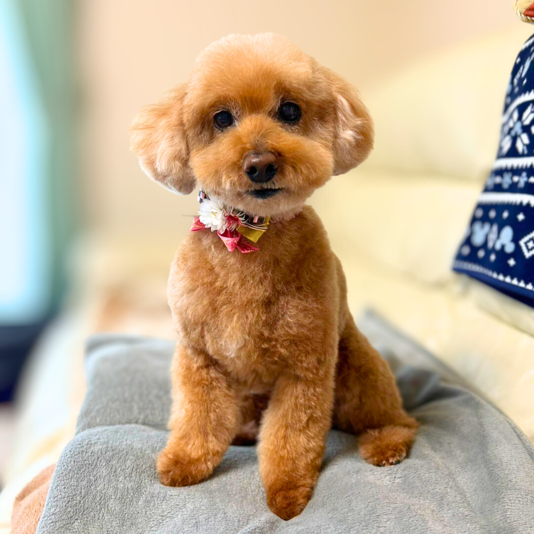 トイプードルのトリミングカット 出張トリミングAlain at homeの1枚目