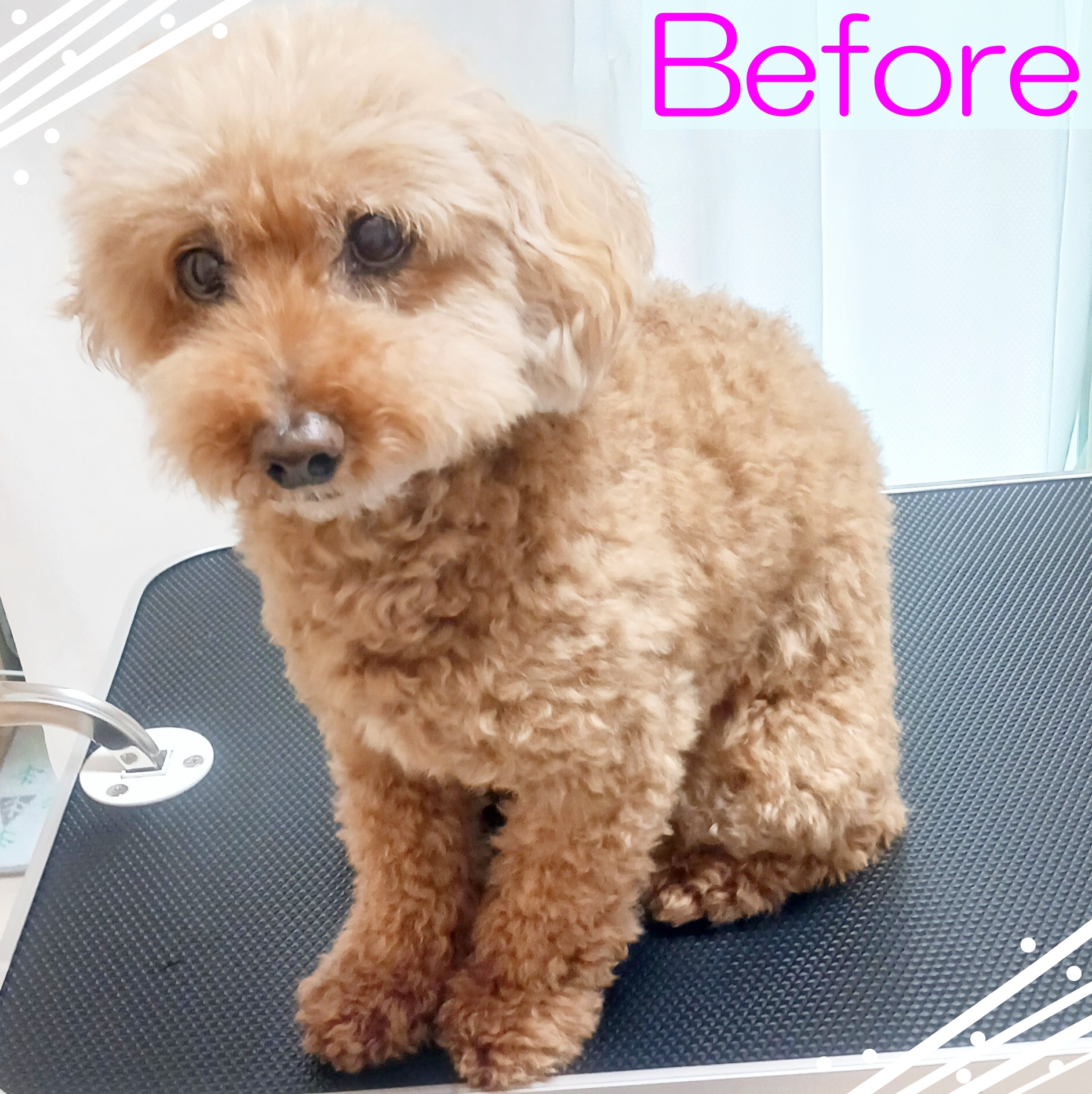 トイプードルのトリミングカット 出張トリミングAlain at homeの2枚目