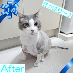 ノルウェージャンフォレストキャットのトリミングカット 出張トリミングAlain at homeの2枚目