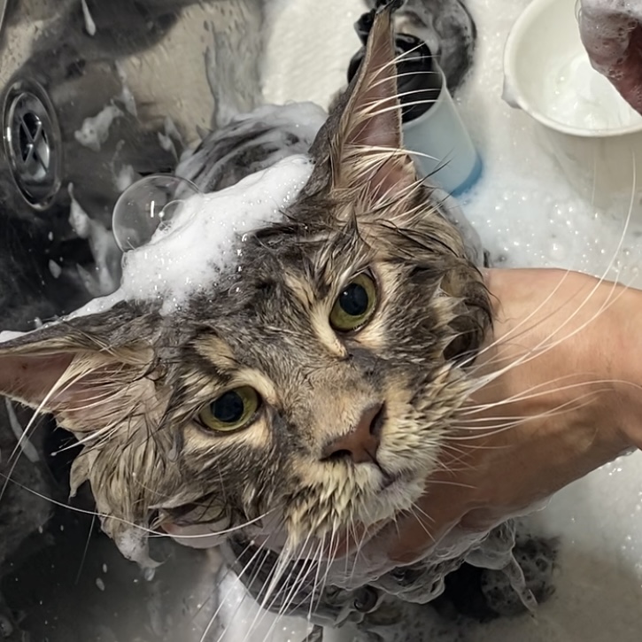 猫ちゃんに寄り添ったペットサロンです!