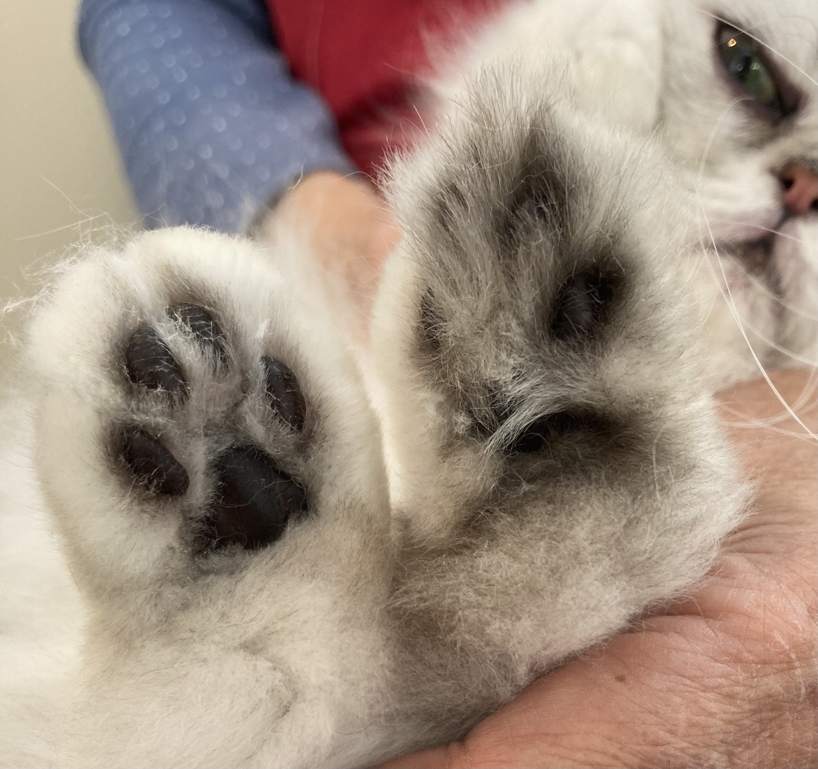 トリミングカット キャットサロン　ひなたぼっこの1枚目