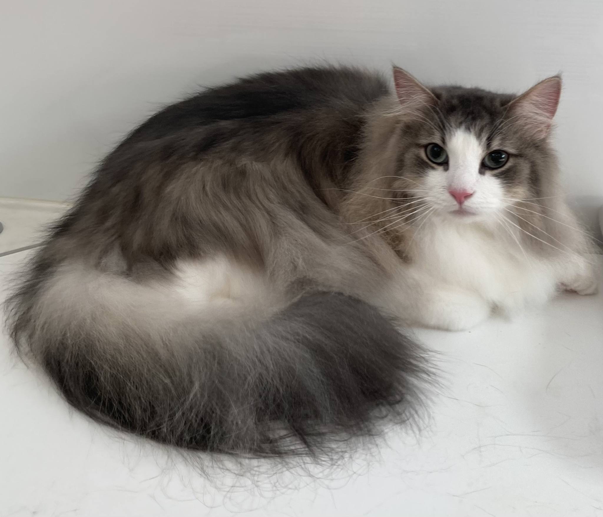 トリミングカット キャットサロン　ひなたぼっこの2枚目