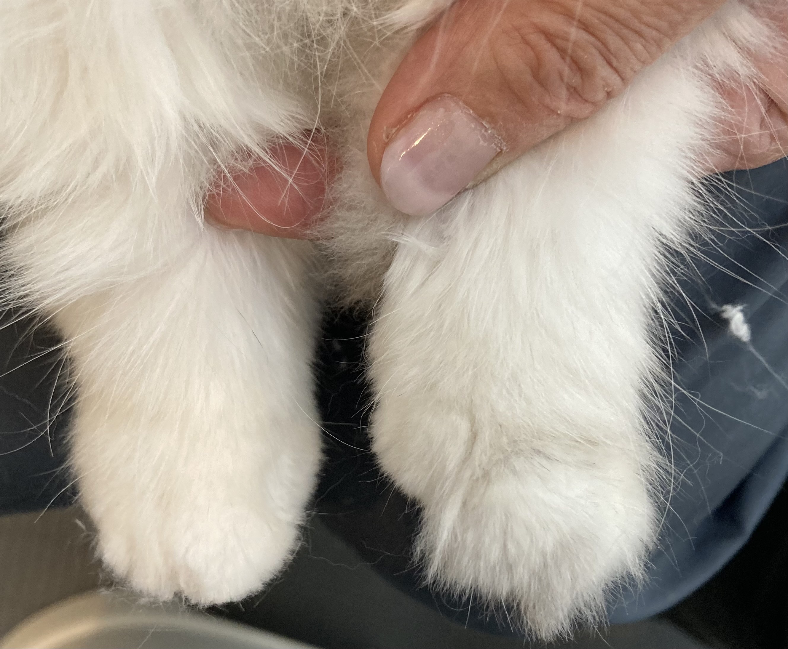 トリミングカット キャットサロン　ひなたぼっこの2枚目