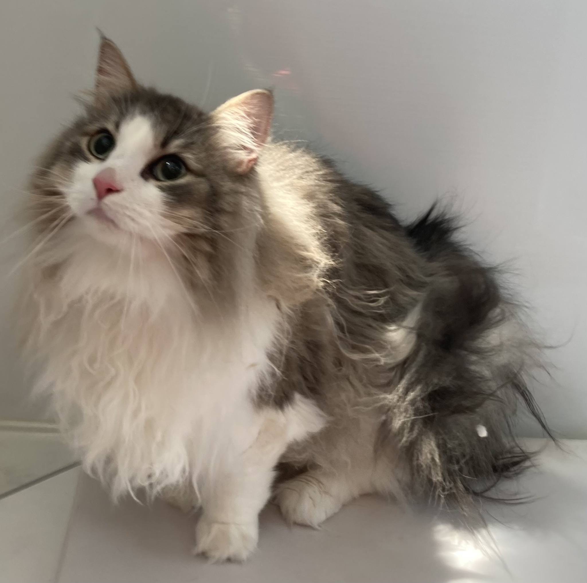 トリミングカット キャットサロン　ひなたぼっこの1枚目