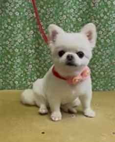 poo-grace櫻井 5