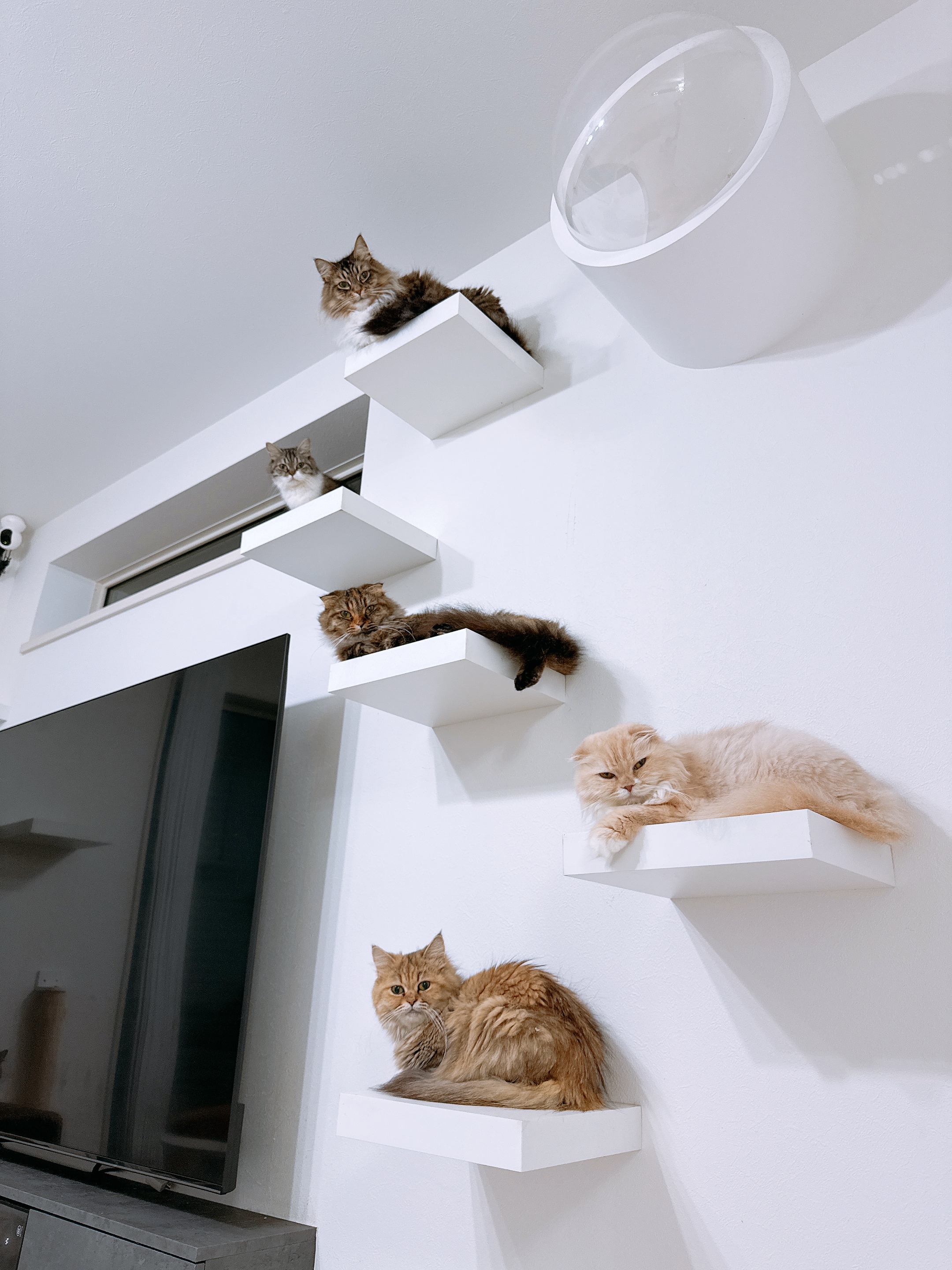 ナルミキャット 3