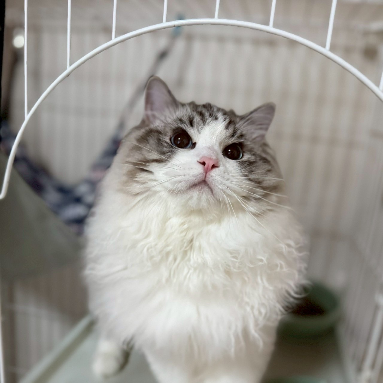 ペットサロン　PUA 3