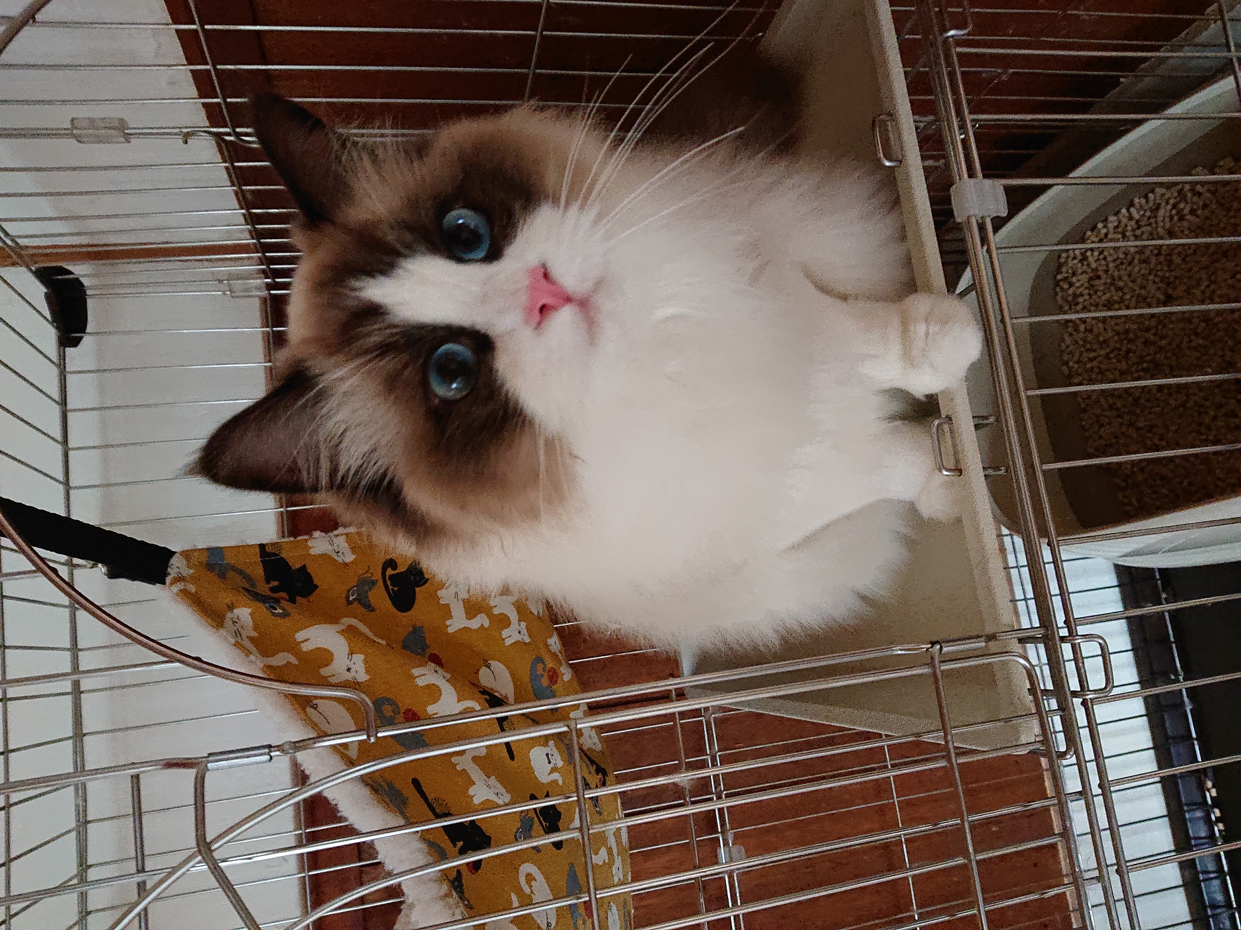 ペットサロン　PUA 4