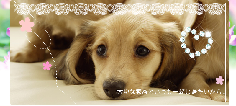 北海道石狩市のトリミングサロン 犬の美容室　プチのサムネイル1枚目