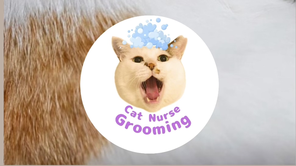 Cat Nurse Grooming 2