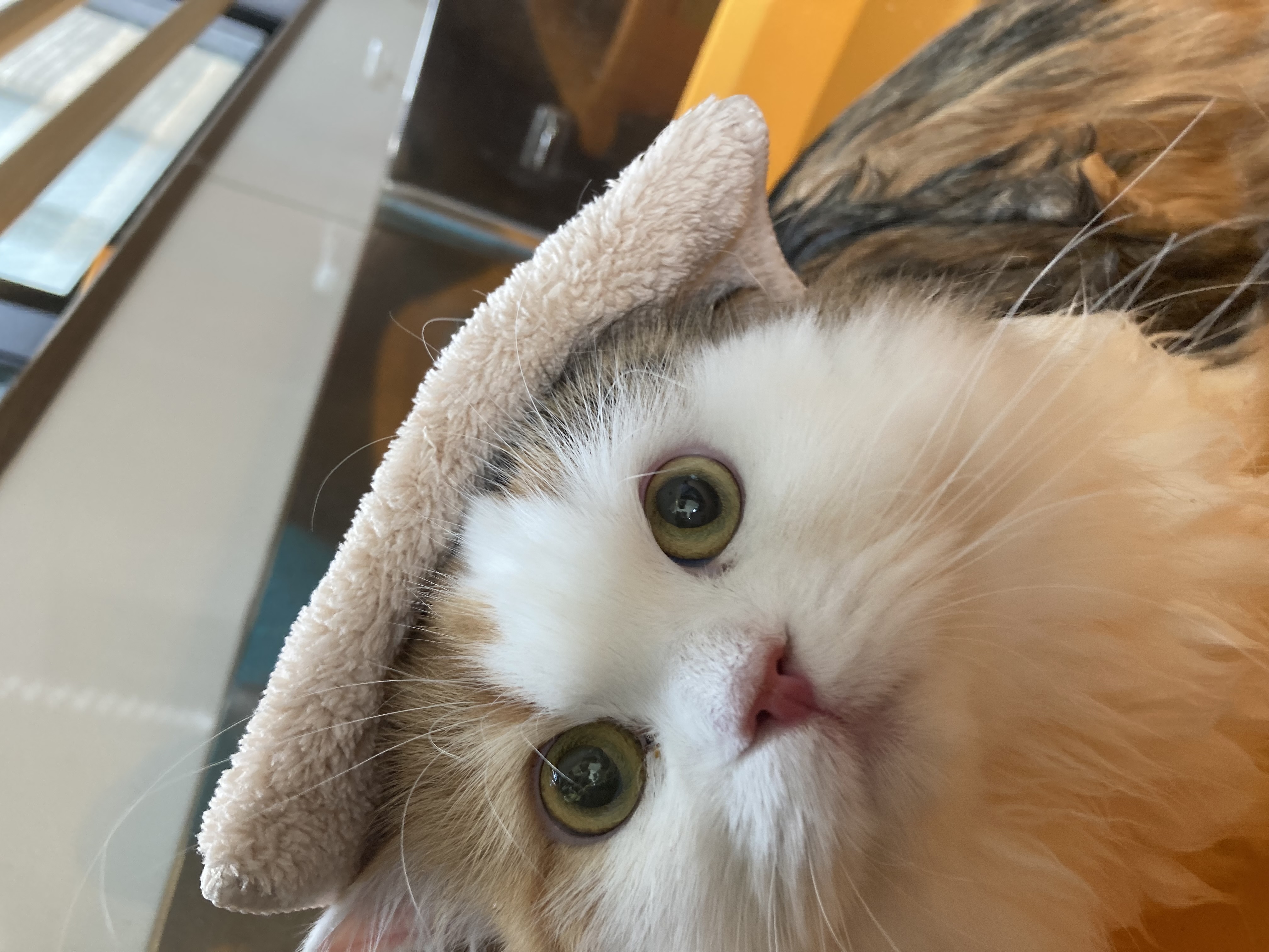 よしなり動物病院 2