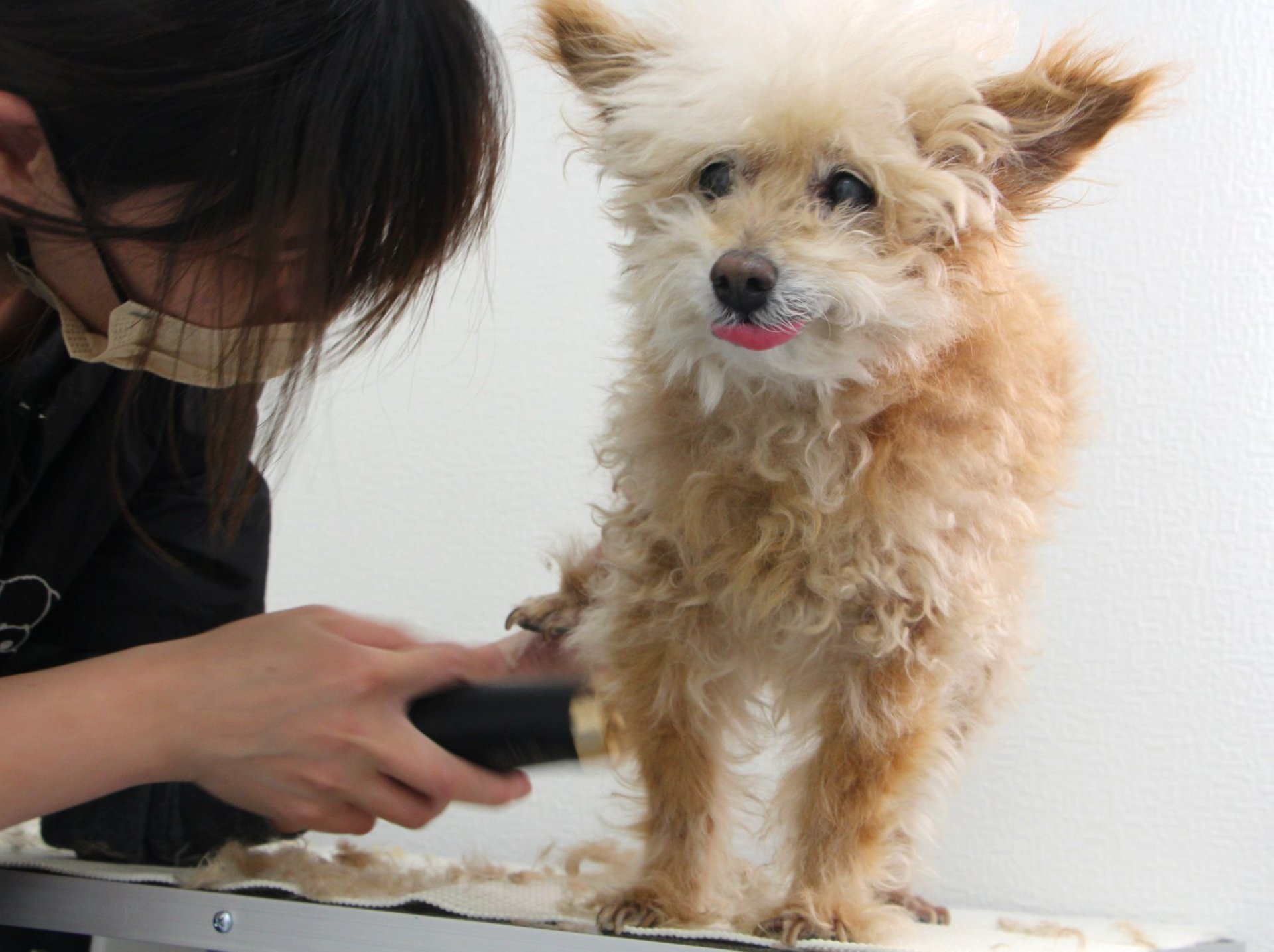 DOG LIFE SALON Welina 4