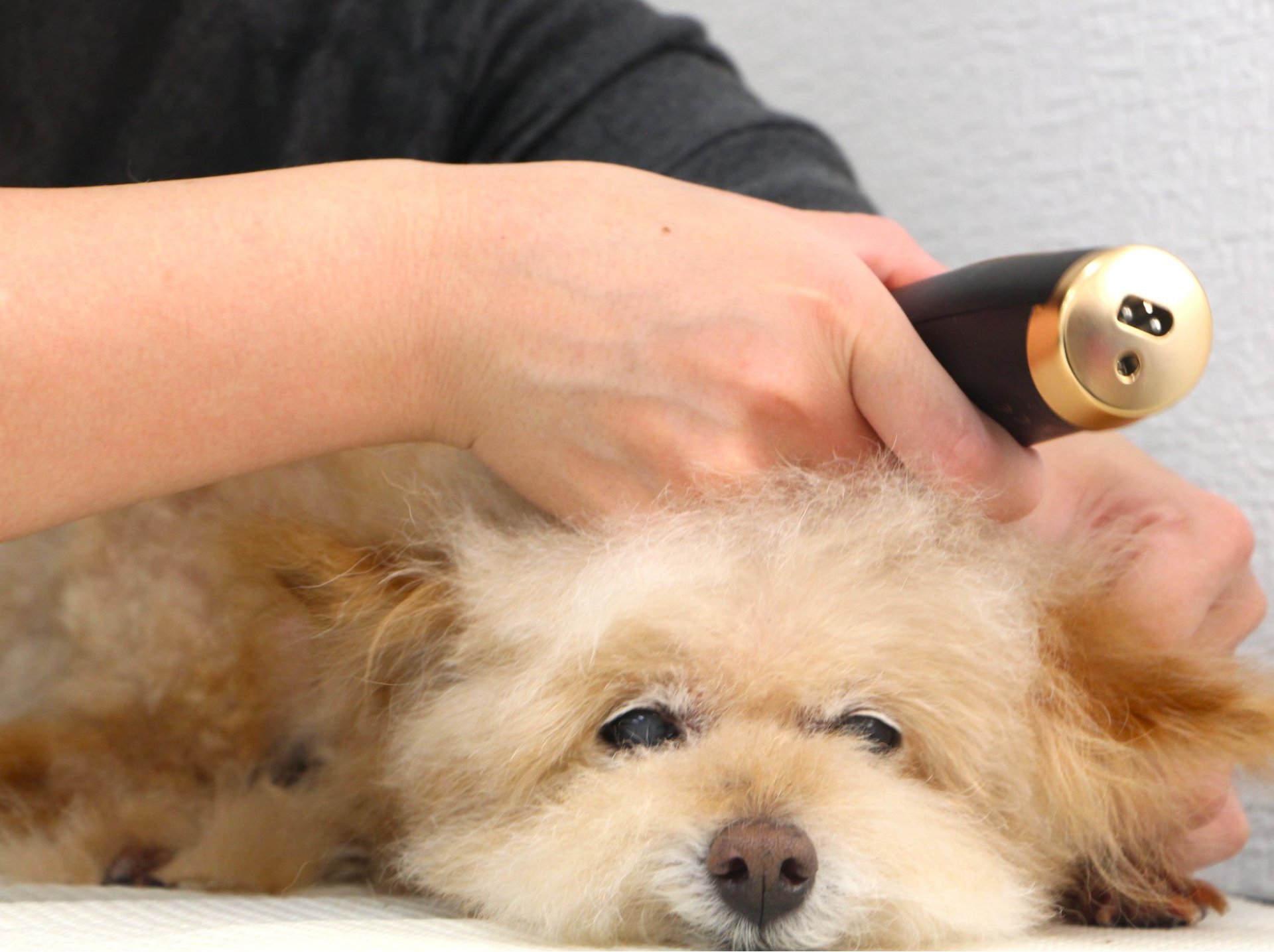 DOG LIFE SALON Welina 5