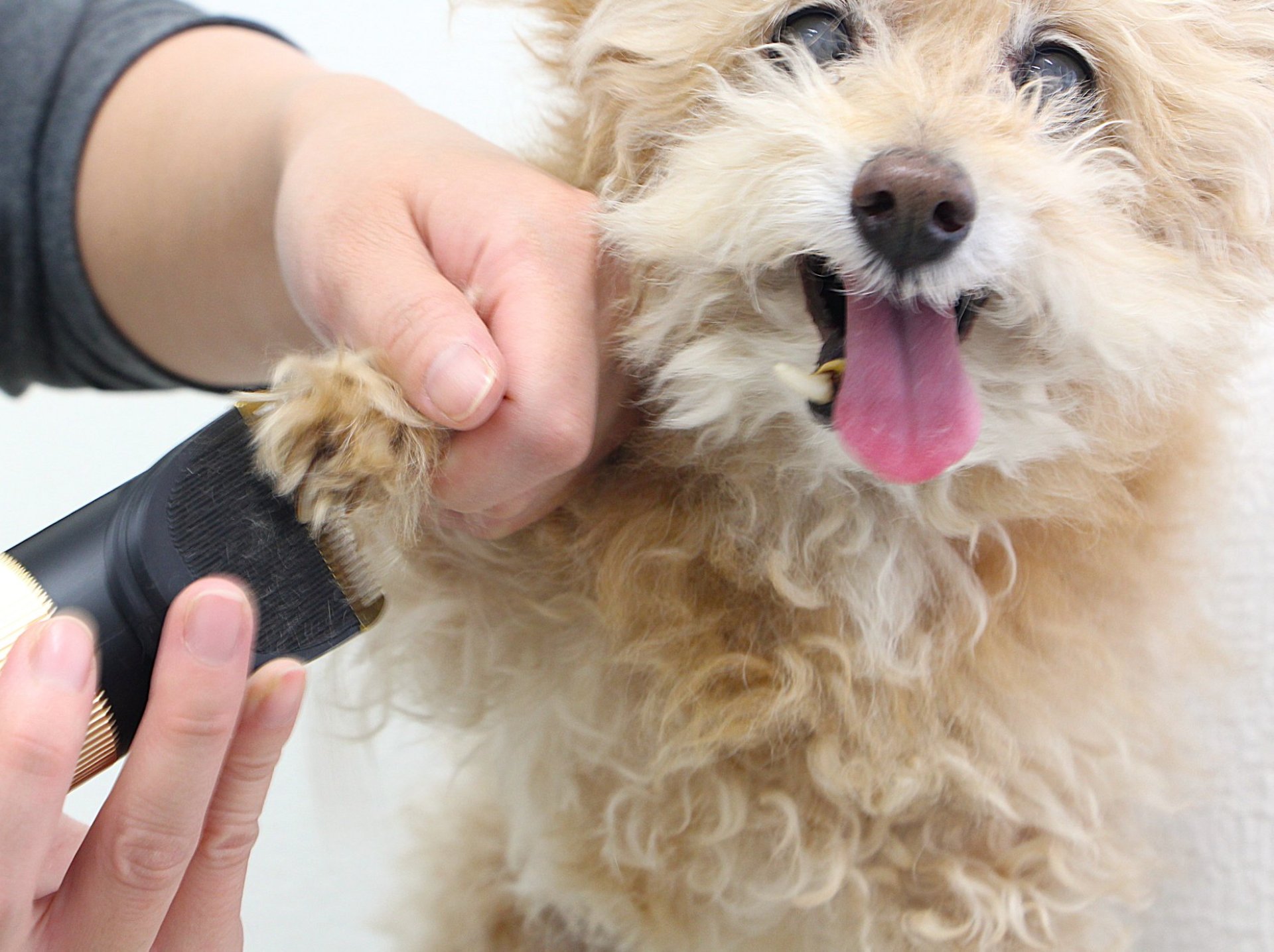 DOG LIFE SALON Welina 3