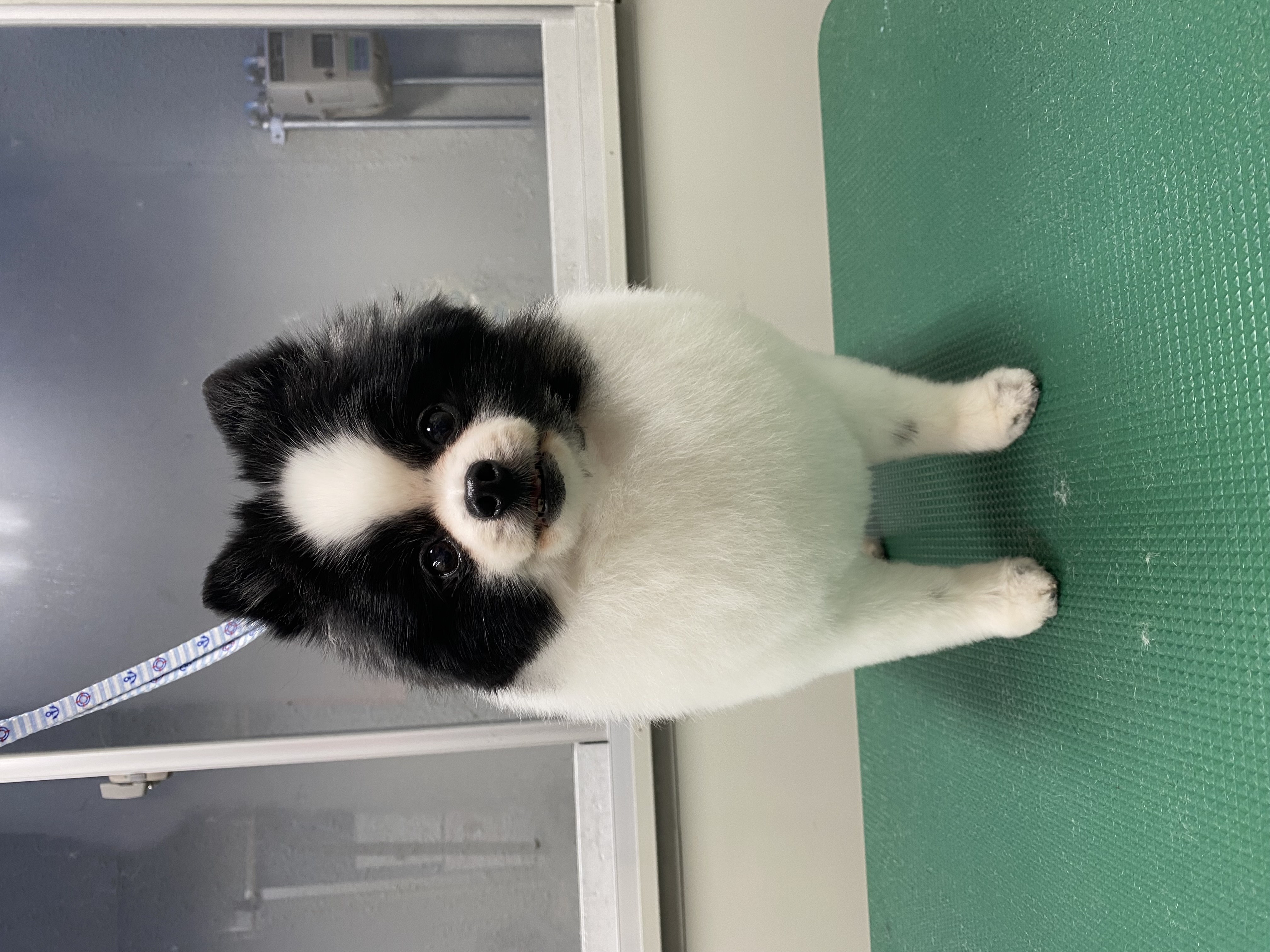 トリミングサロン Wolfl 4