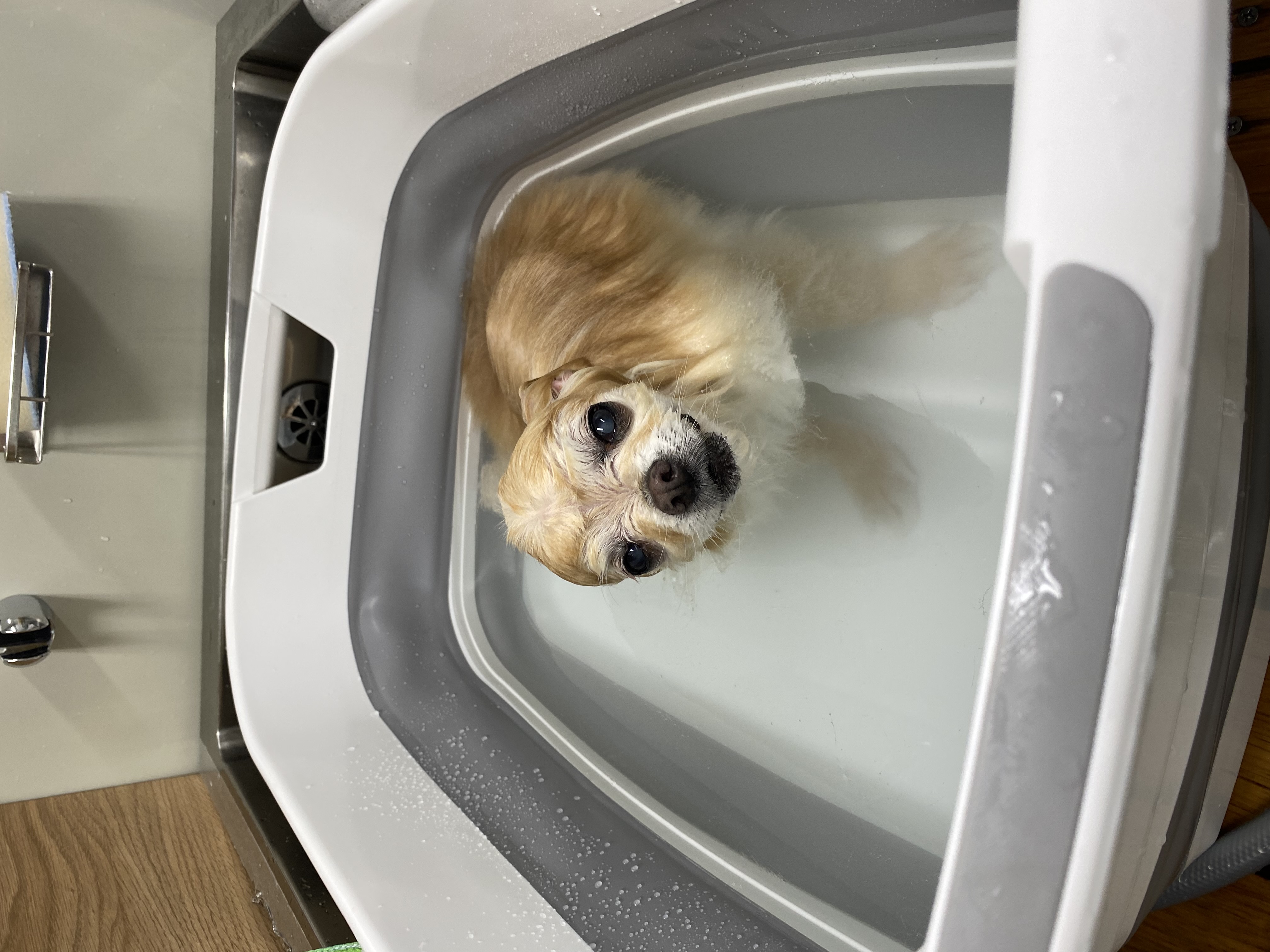 トリミングサロン Wolfl 5