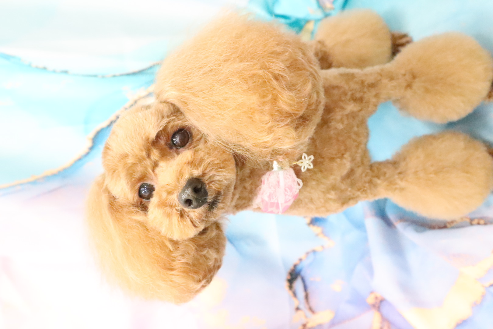 DogSalon Link 2