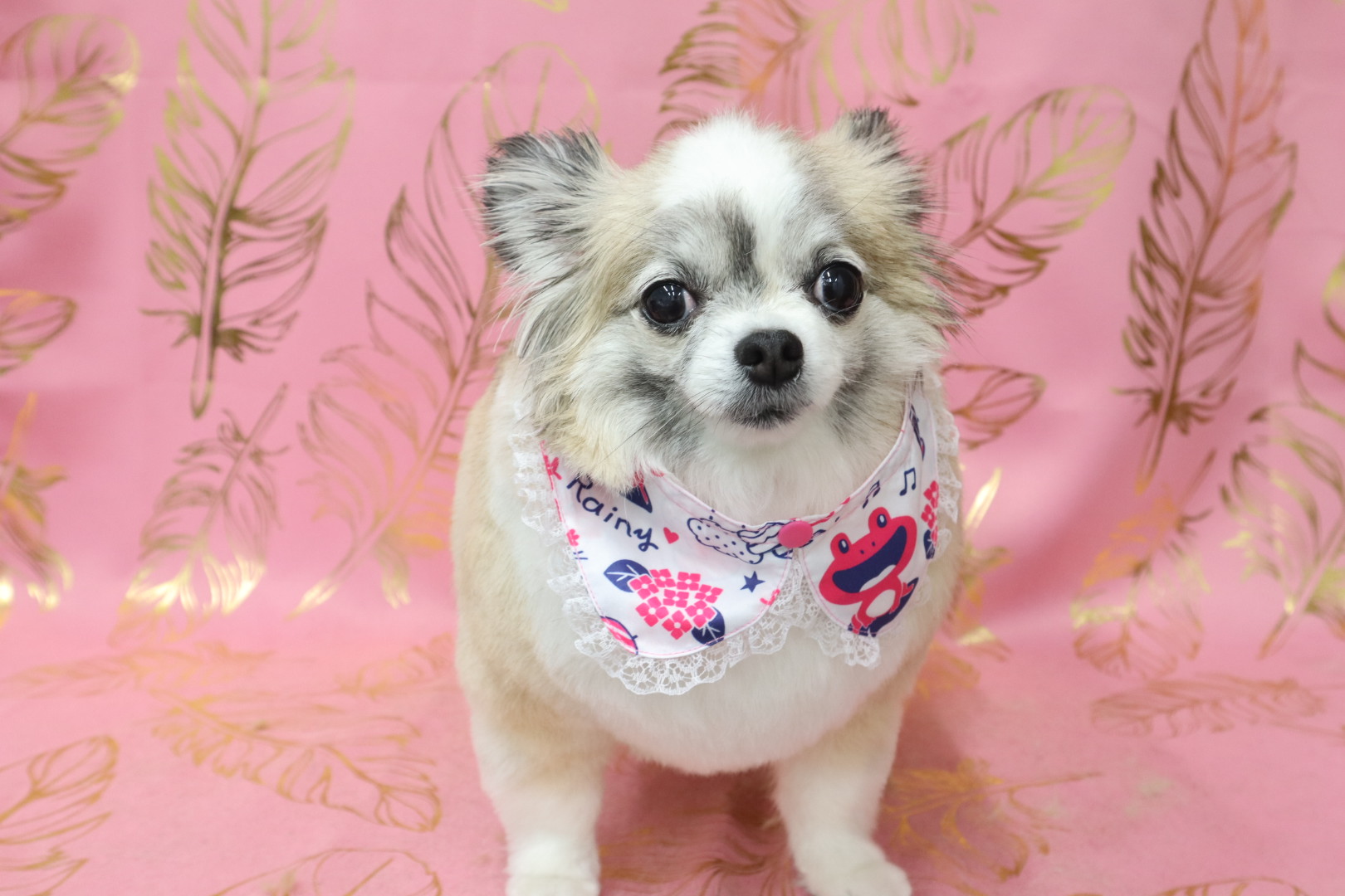 DogSalon Link 3