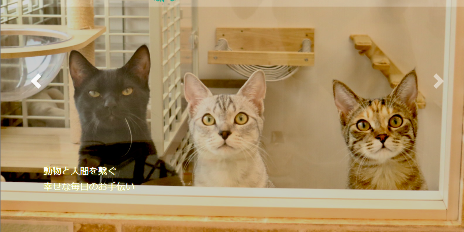 Link ✤dogsalon＆catcafe✤ 2