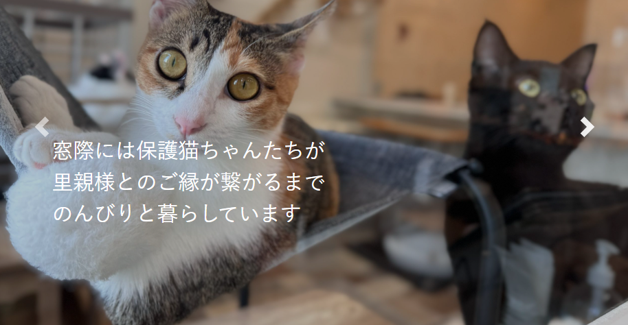 Link ✤dogsalon＆catcafe✤ 3