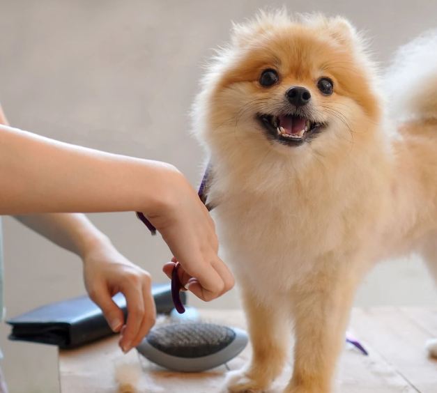 PET HOTEL&SALON JUYELL 3