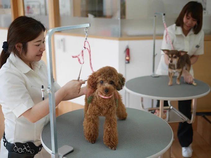 トリミングサロン アラモード 川口 2