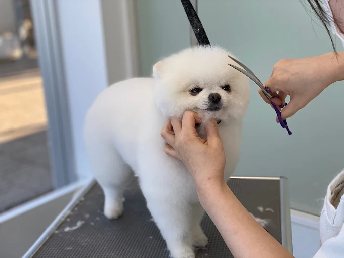 トリミングサロン アラモード 川口 3