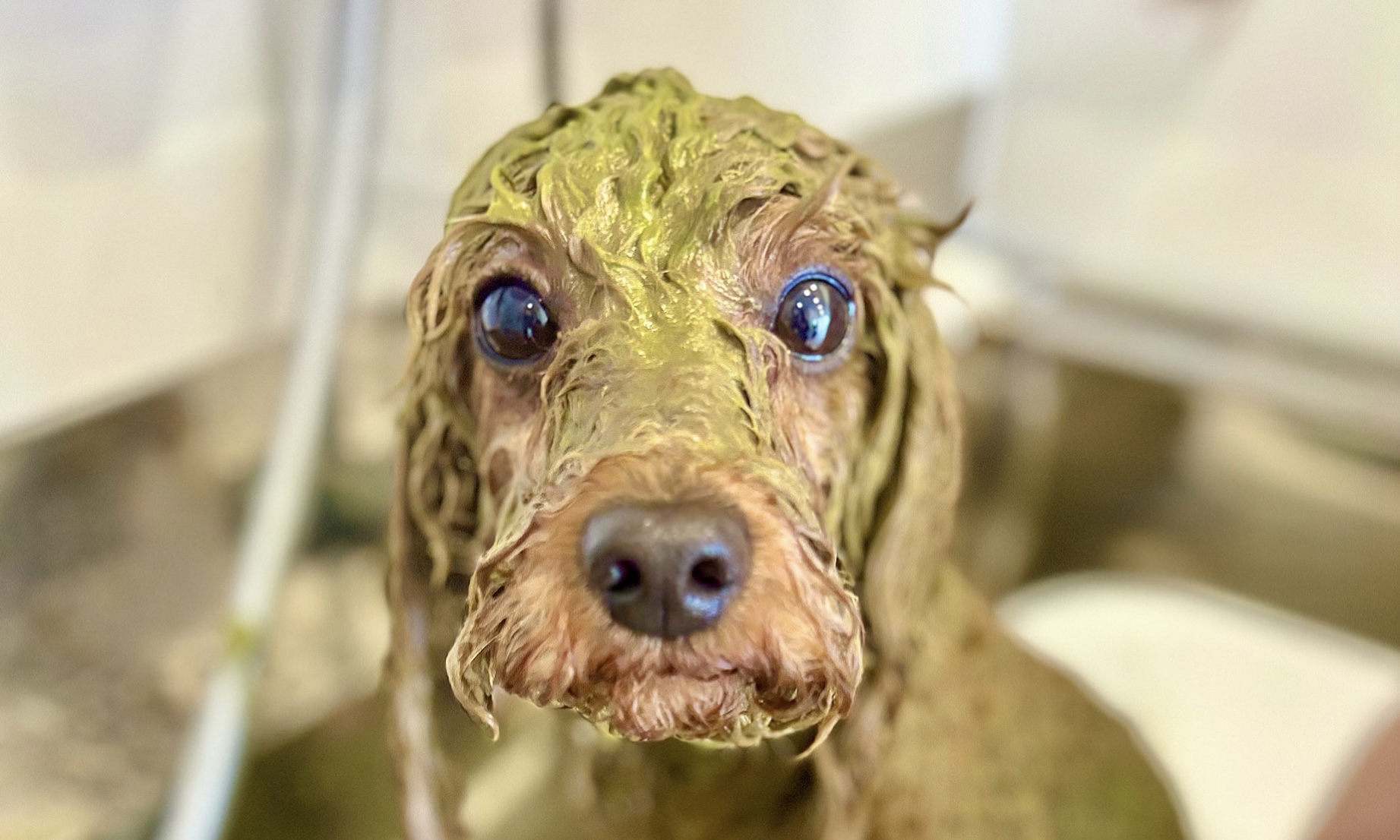 trimmingsalon cherisia 3