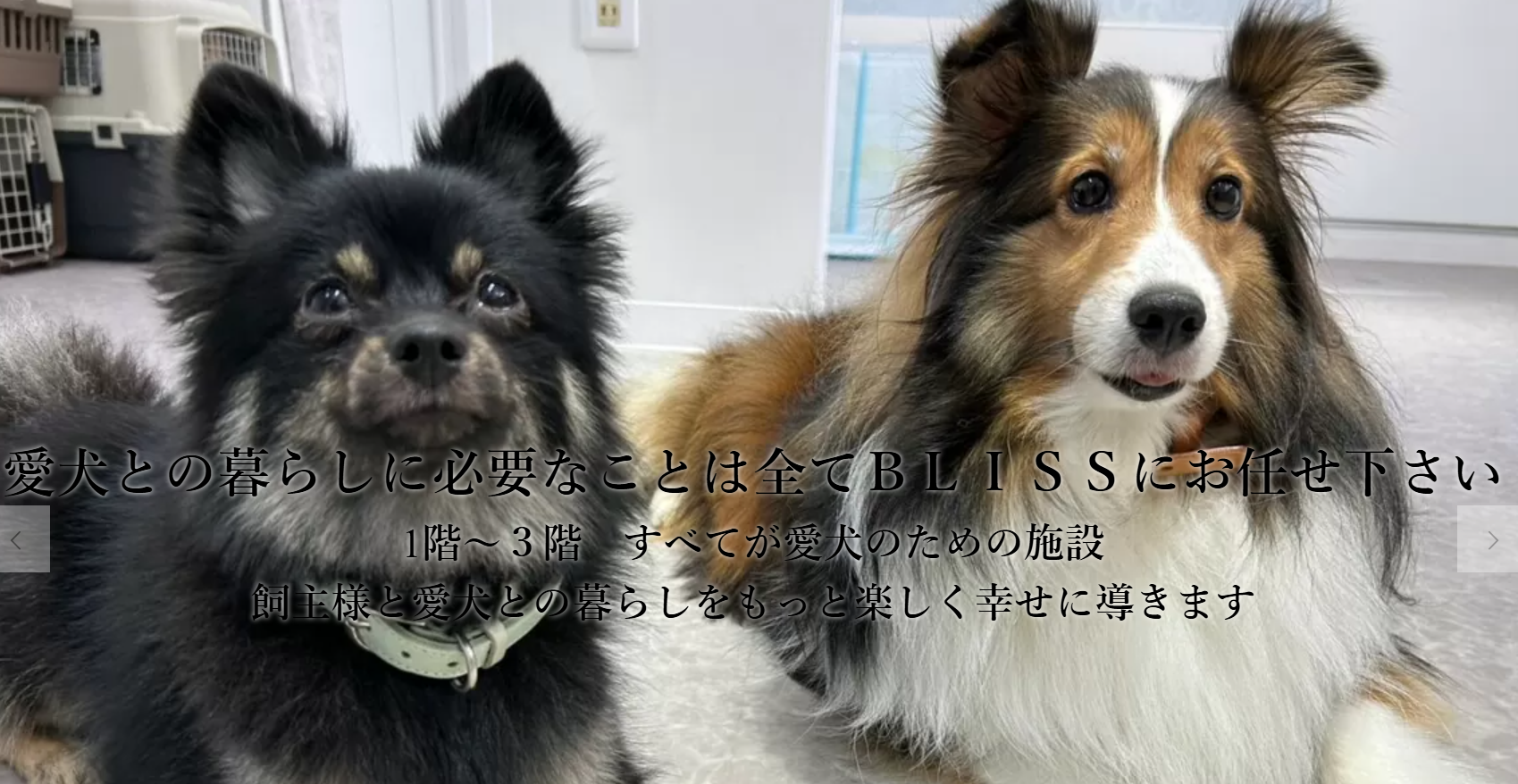 犬の総合施設 BLISS total dog salon 玉造駅前店 2