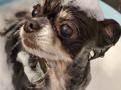 Dog Care Salon BabyWan 3