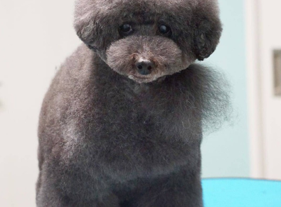 Dog Care Salon BabyWan 4