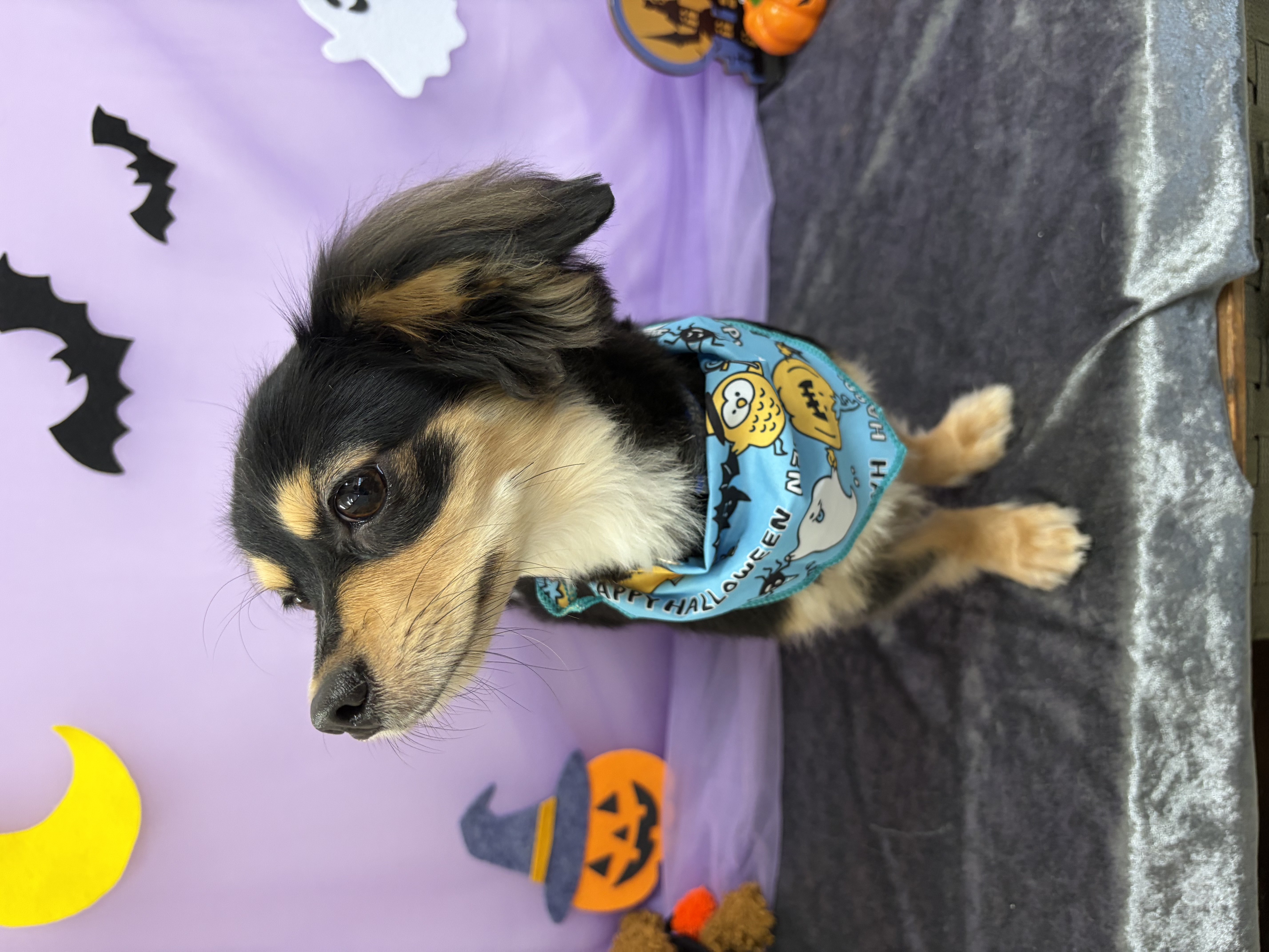 チワックス (チワワ×ミニチュアダックスフンド)のトリミングカット 犬のさんぱつやさんの1枚目