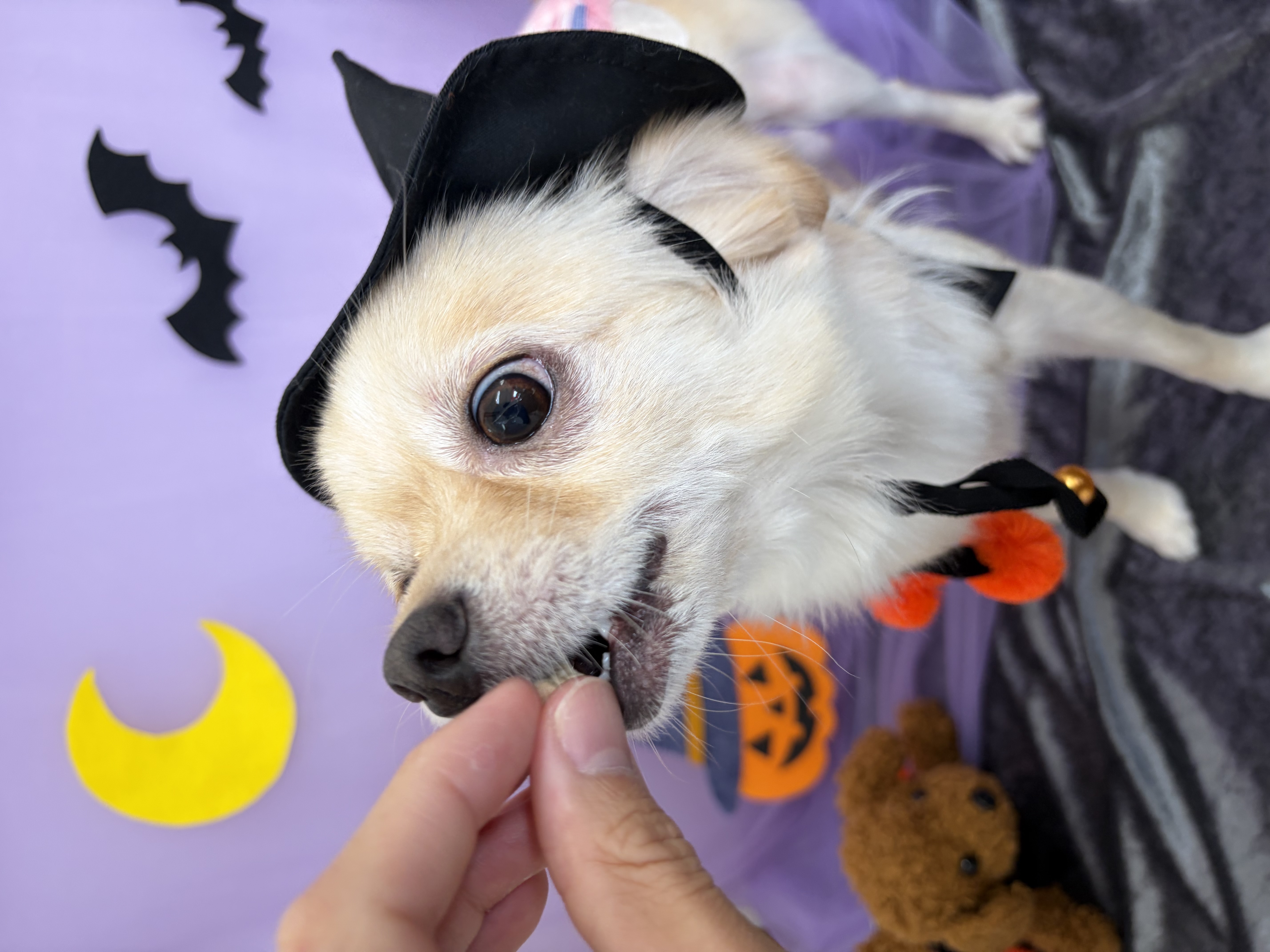チワックス (チワワ×ミニチュアダックスフンド)のトリミングカット 犬のさんぱつやさんの2枚目