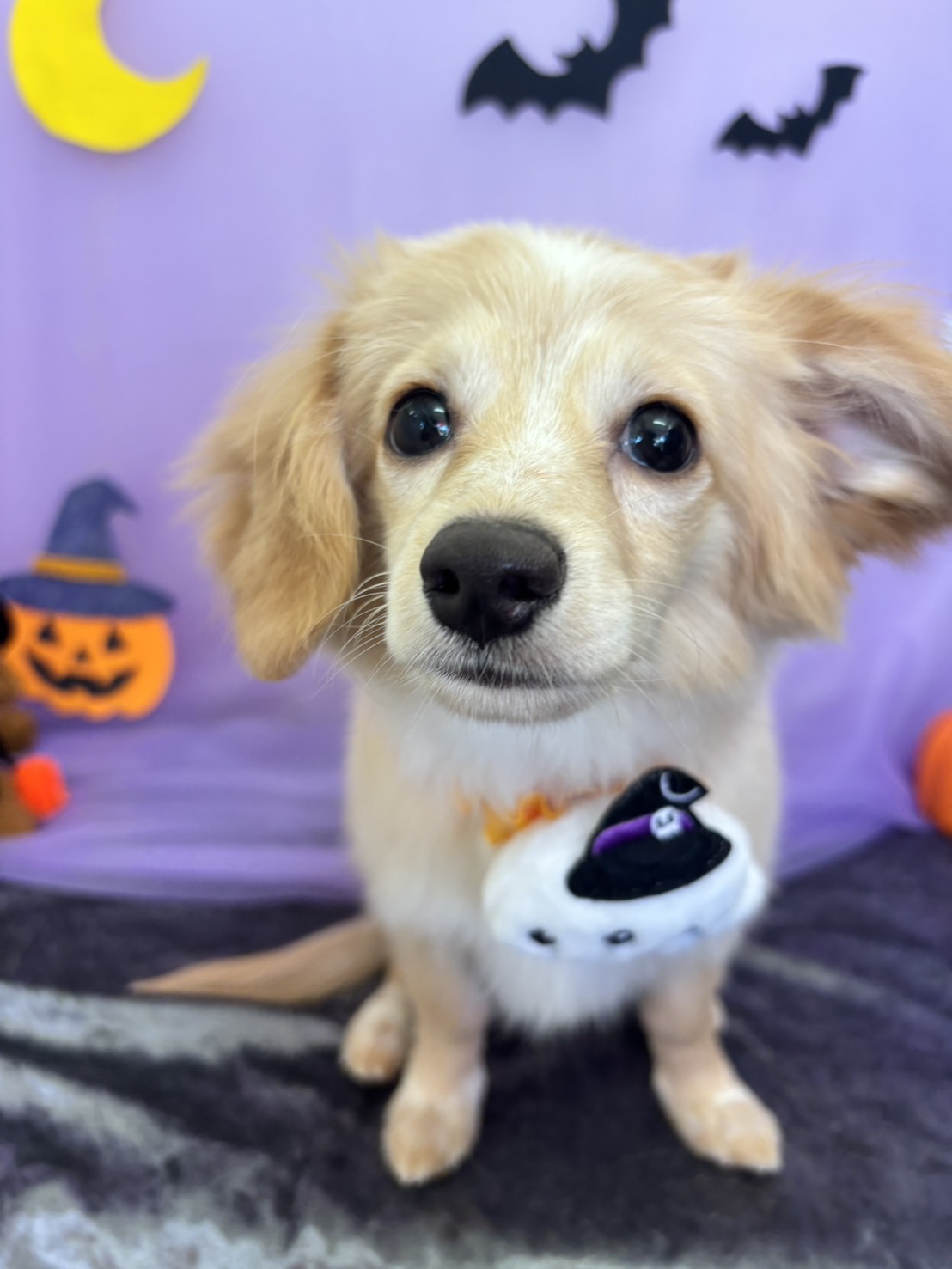 チワックス (チワワ×ミニチュアダックスフンド)のトリミングカット 犬のさんぱつやさんの1枚目
