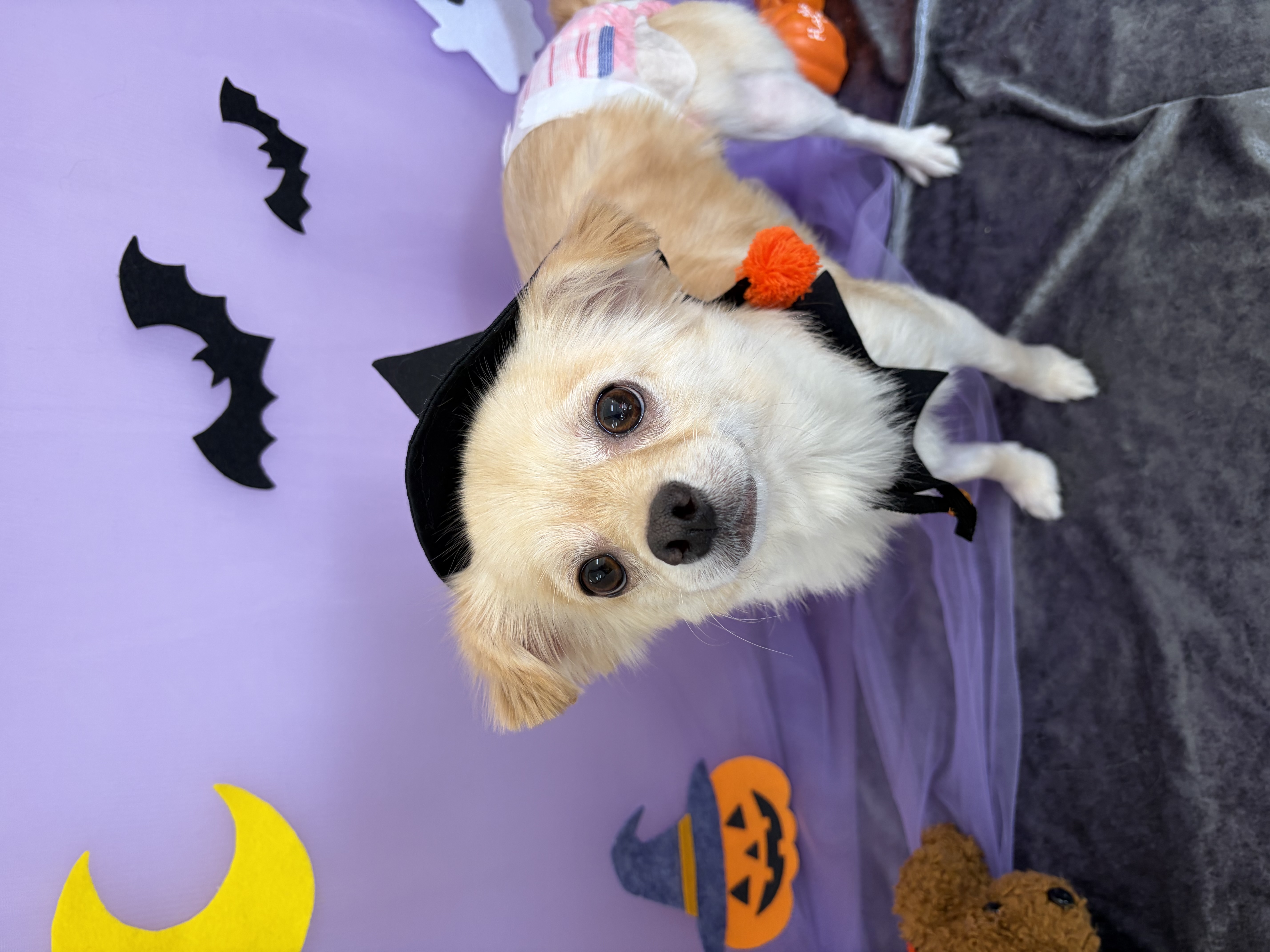 チワックス (チワワ×ミニチュアダックスフンド)のトリミングカット 犬のさんぱつやさんの1枚目