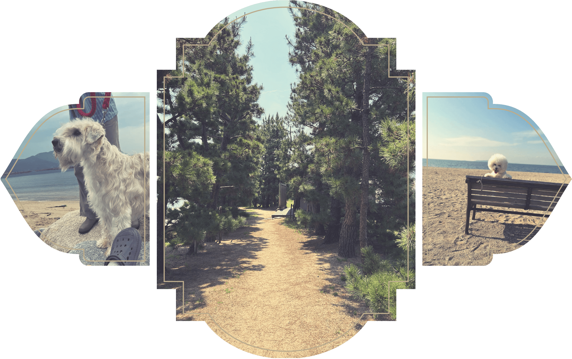 シーサイドドッグパークRINKA 5