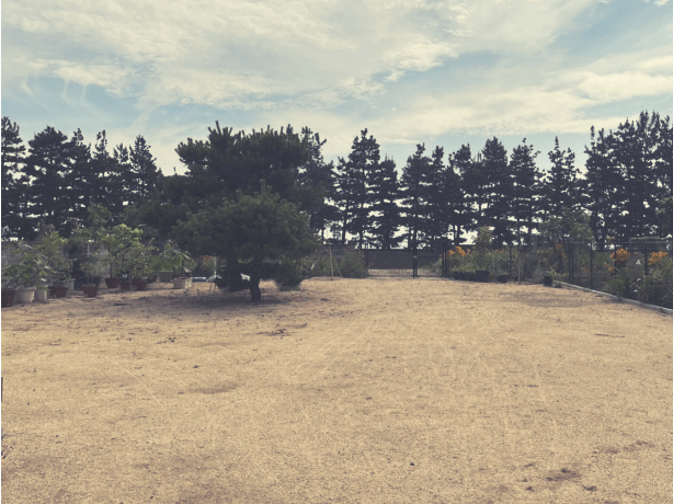 シーサイドドッグパークRINKA 3