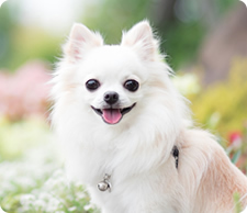 トリミングサロンSAKURA 4