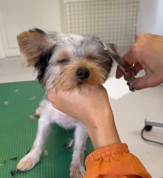 Pet Care Salon Mitten 2