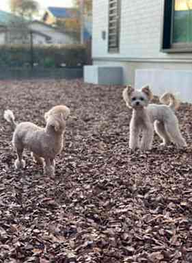 トリミングサロン Enchante 3